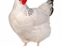Курицы Куры Несушки,белые,отличная яйценоскость