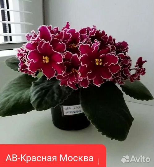 Сортовые фиалки