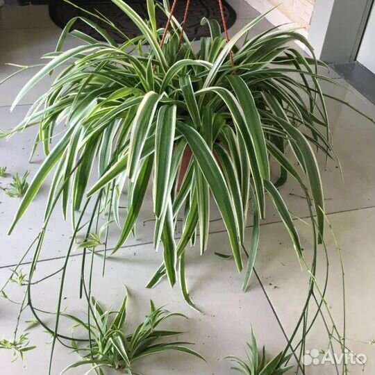 Хлорофитум