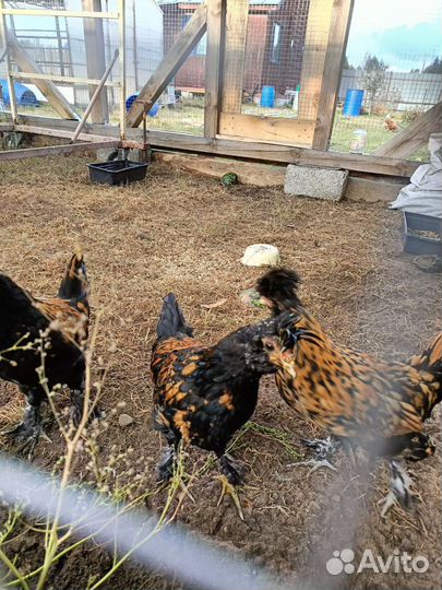 Петухи и курочки