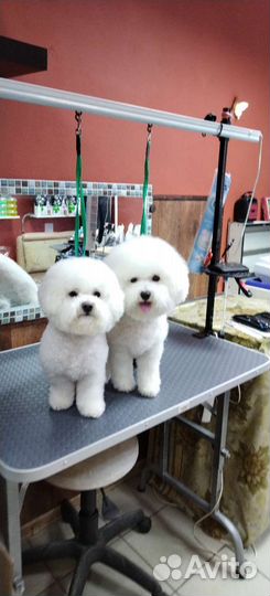 Стрижка собак и кошек