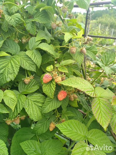 Кустики крупной, вкусной малины