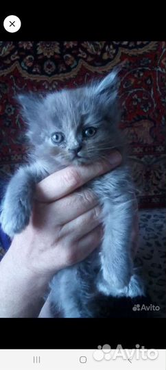 Персидский котенок