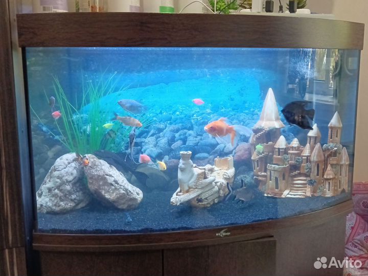 Аквариум 200 литров