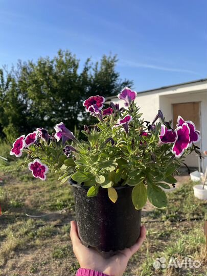 Петуния ампельная, калибрахоа