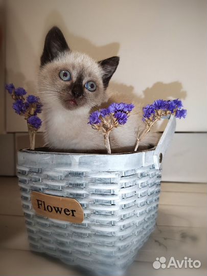 Сиамские кошечки