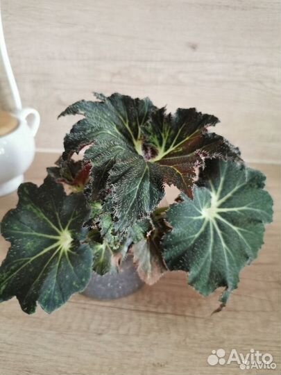 Бегония Palomar prince