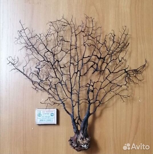 Коралл веерный