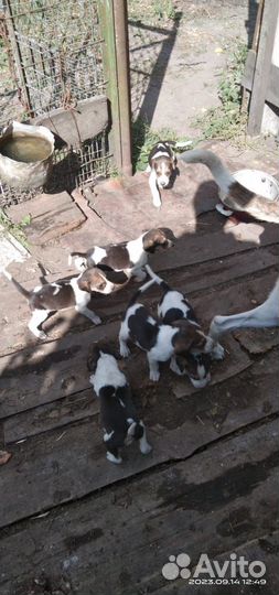 Продам щенков