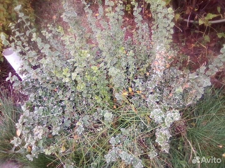 Декоративные, цветочные, ягодники