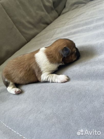 Собака в добрые руки маленькая порода