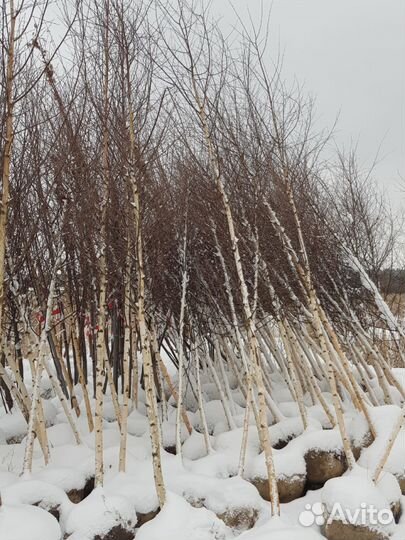 Береза Бородавчатая и повислая