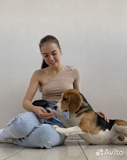 Dog-тренер, кинолог, передержка