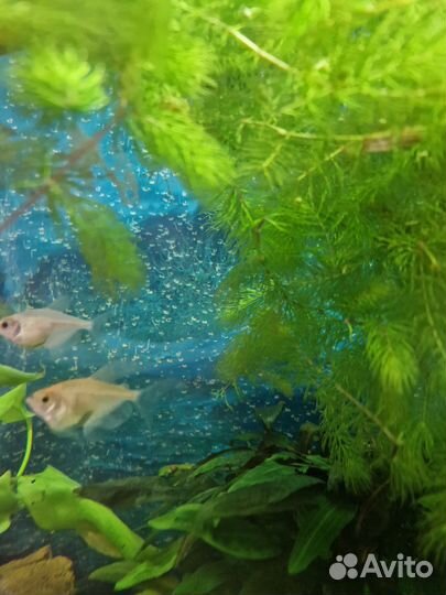 Роголистник в аквариум