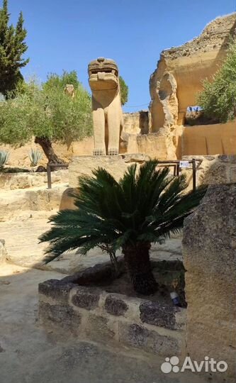 ВНЖ Испании