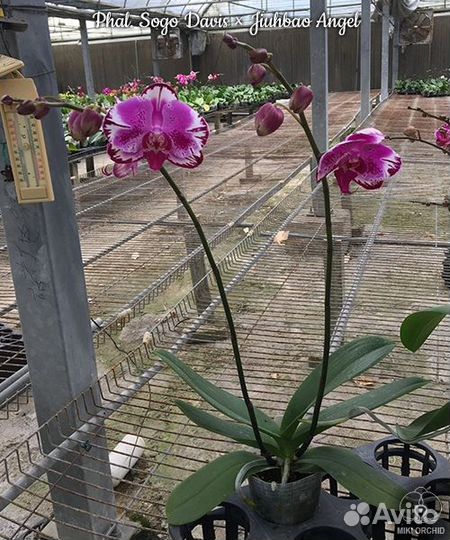 Орхидея Phal. Sogo Davis Jiuhbao Angel