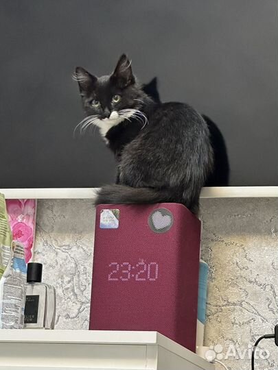 Котенок