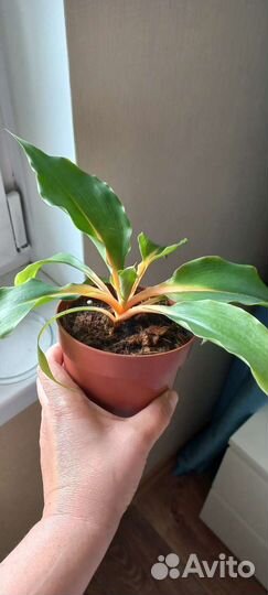 Хлорофитум грин оранж,растение крупного размера