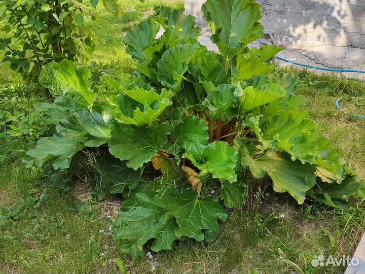 Ревень свежий