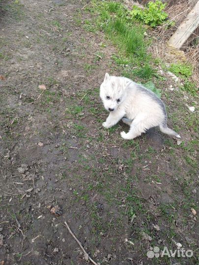 Щенки сибирской хаски