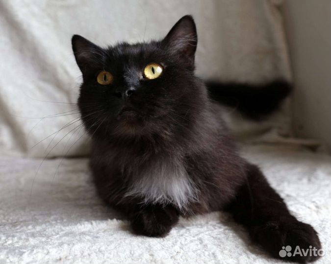 Котик в дар бесплатно