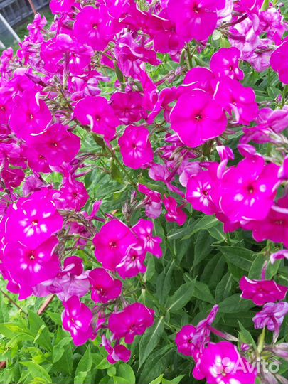 Многолетние цветы