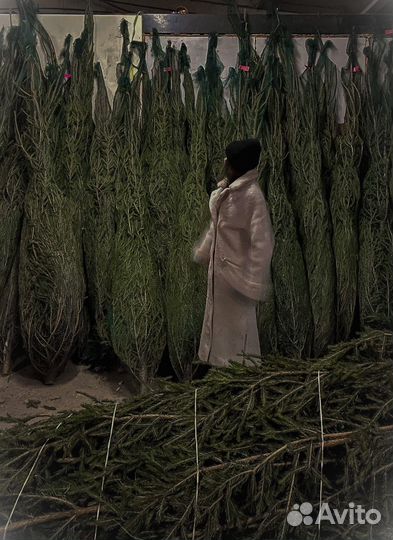 Новогодняя живая елка сосна + Доставка