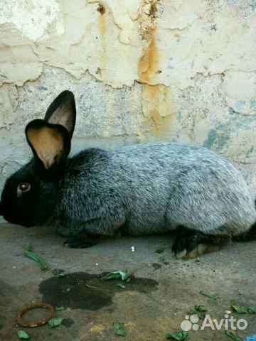 Такса в добрые руки в ейске. Такса в добрые руки в ейске. Авито буинск кролики. Авито старый оскол собаки. Кролики породы бабочка.