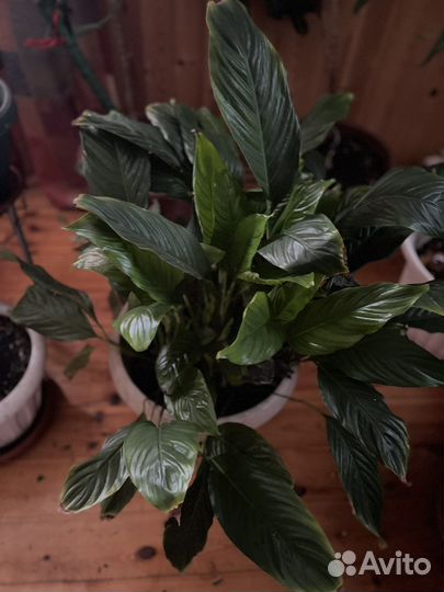 Комнатные цветы