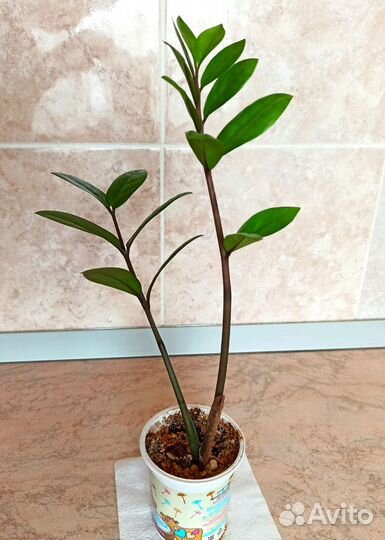 Замиокулькас долларовое дерево