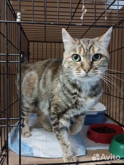 Европейская