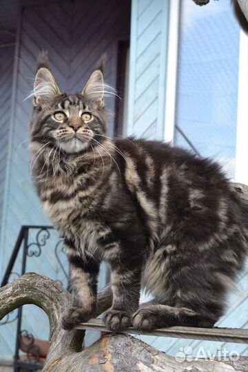 Котята мейн-кун