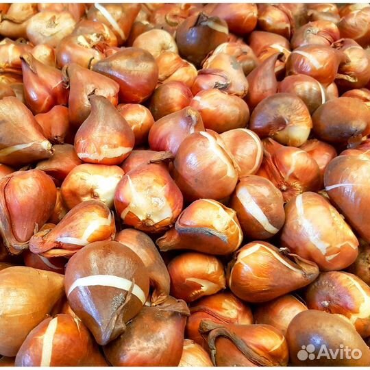 Луковицы тюльпана от производителя оптовая продажа