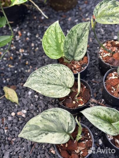 Сциндапсус hologram