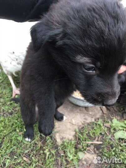 Щенки дворняги