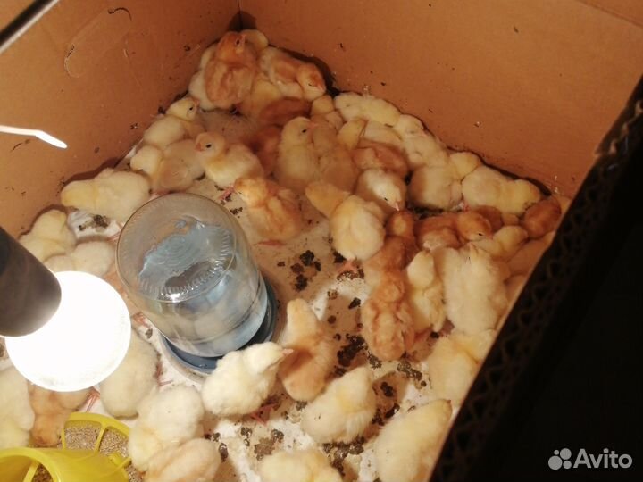 Выведу цыплят