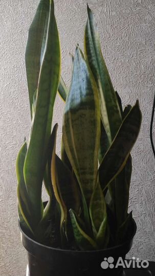 Сансевиерия