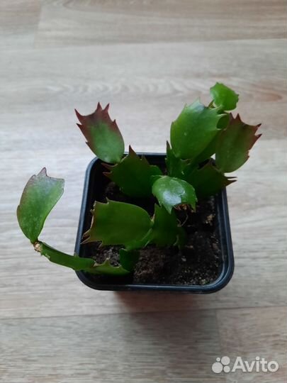 Комнатные цветы. Декабрист White Christmas