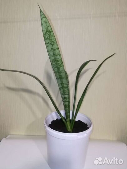 Комнатные цветы Сансевиерия