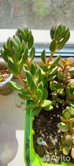 Крассулы (суккуленты)