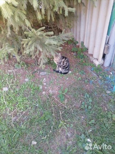 Котята бесплатно