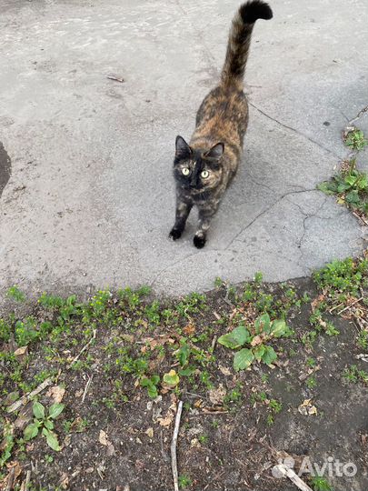 Кошка в добрые руки