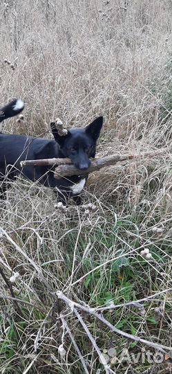 Передержка животных