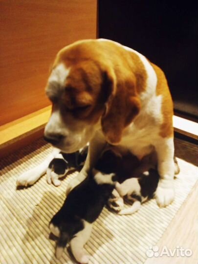 Бигль щенок