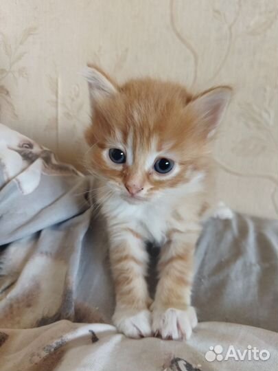 Кошки в добрые руки бесплатно