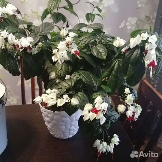 Клеродендрум