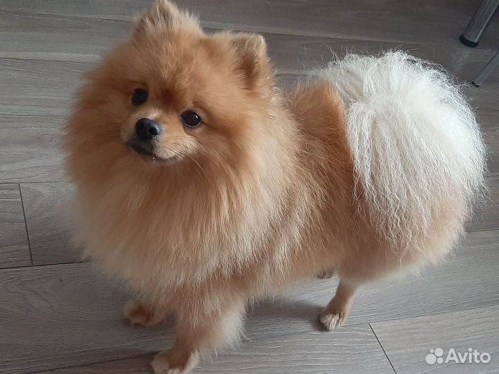 Немецкий шпиц вязка