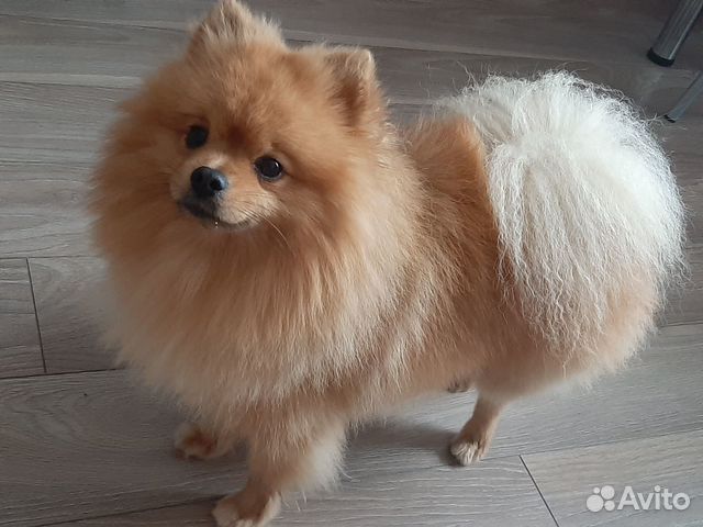 Немецкий шпиц вязка