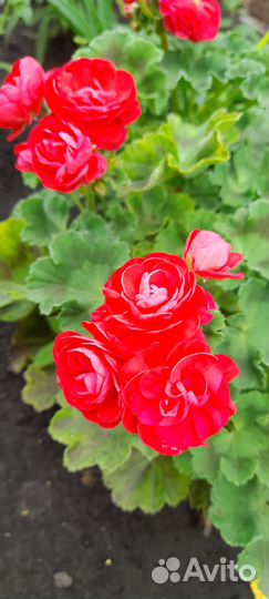 Молочай миля