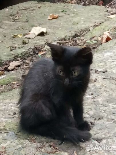 Котята в добрые руки бесплатно